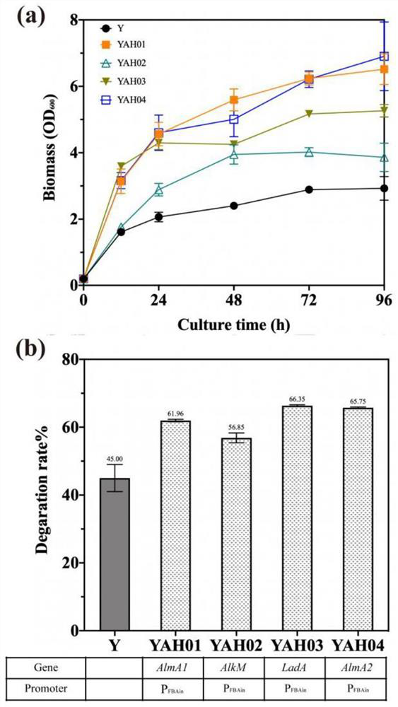 Yeast strain for degrading long-chain alkane and application thereof