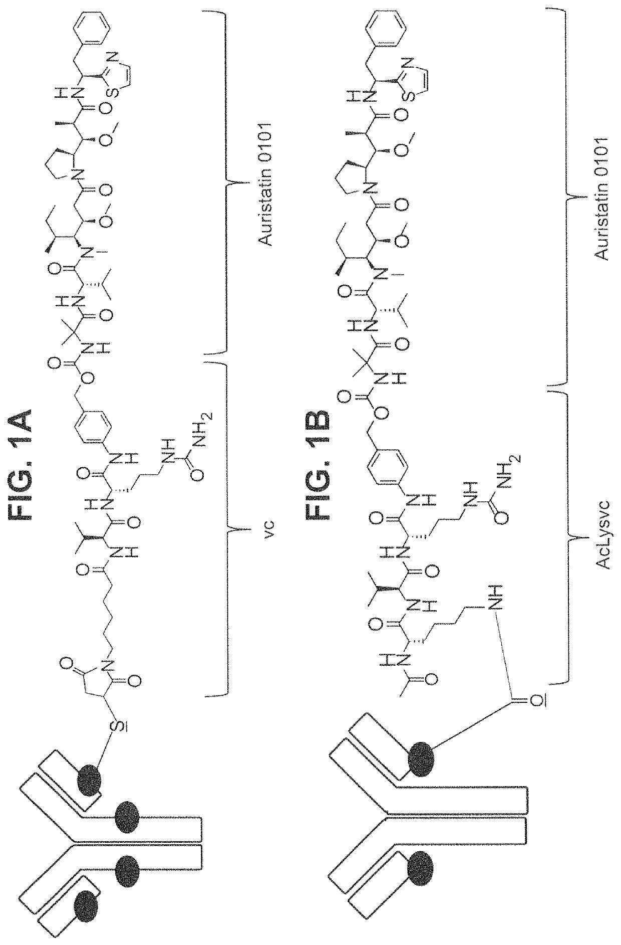 Site specific HER2 antibody drug conjugates