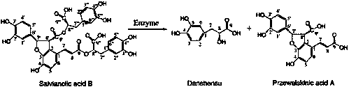 A method of hydrolyzing and transforming salvianolic acid B to prepare Ganxi carnosic acid A