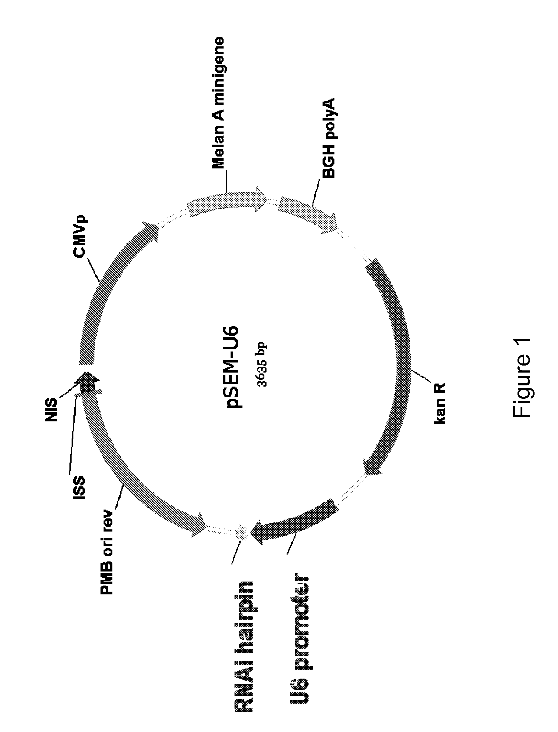 Multicistronic vectors and methods for their design