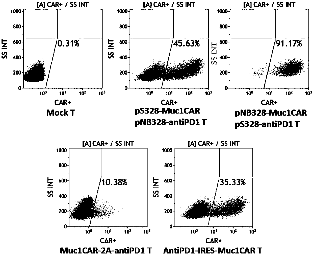 Muc1-specific CAR-T cells capable of stably expressing PD-1 antibodies and usage thereof