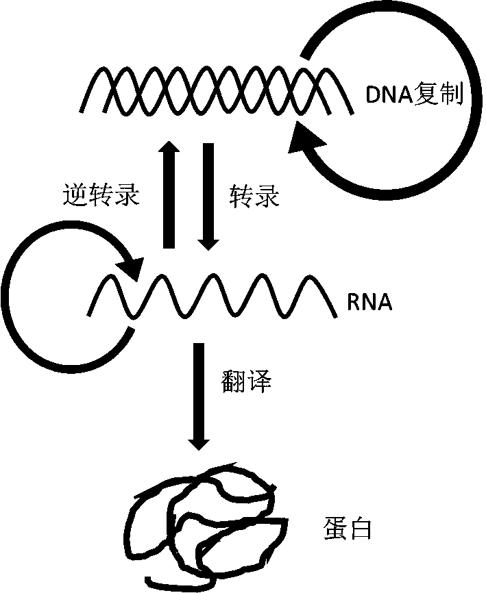 Synthesis system, preparation, kit and preparation method of in-vitro DNA-to-Protein (D2P)