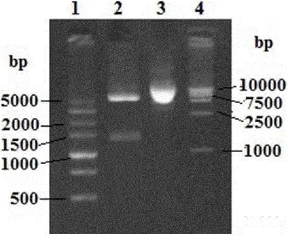 Recombinant plasmid and subunit vaccine of extracellular protease recombinant protein of Aeromonas hydrophila prepared from same plasmid