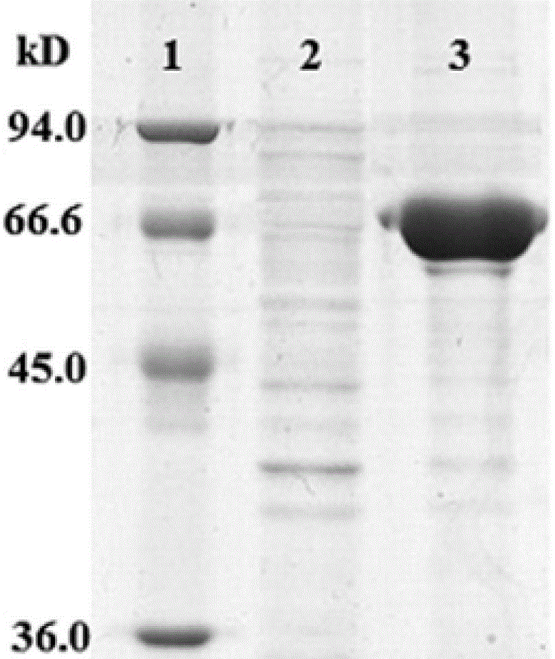 Recombinant plasmid and subunit vaccine of extracellular protease recombinant protein of Aeromonas hydrophila prepared from same plasmid