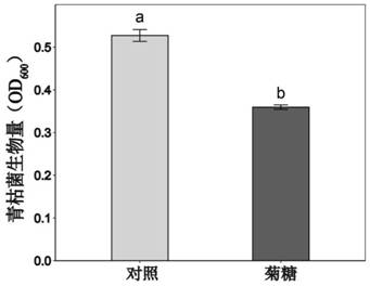 Application of synanthrin and beneficial bacteria in preventing and controlling tomato soil-borne bacterial wilt