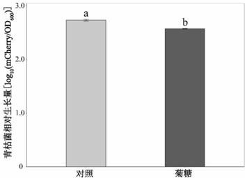 Application of synanthrin and beneficial bacteria in preventing and controlling tomato soil-borne bacterial wilt