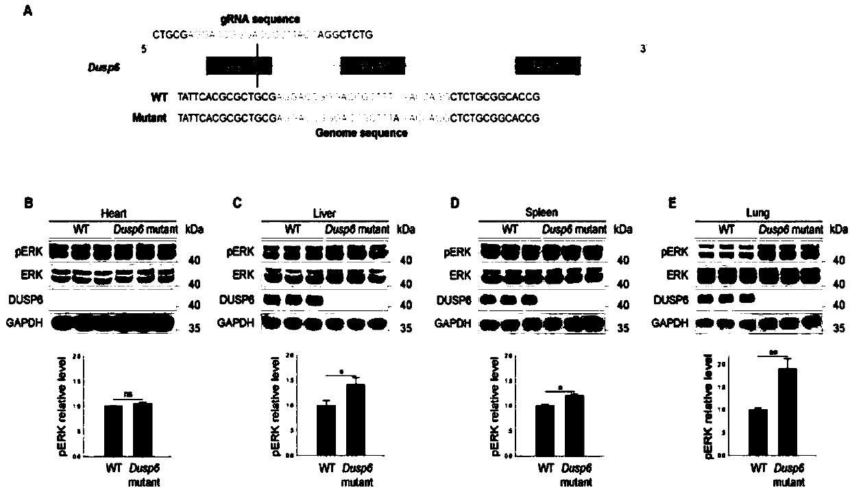 Target DUSP6 related to myocardial infarction diagnosis and treatment and application thereof