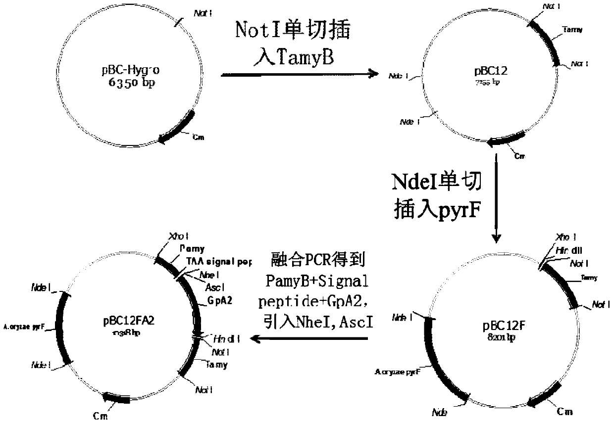 Foreign protein expression device used for secretory expression in Aspergillus oryzae cells and Aspergillus oryzae genetically engineered bacteria