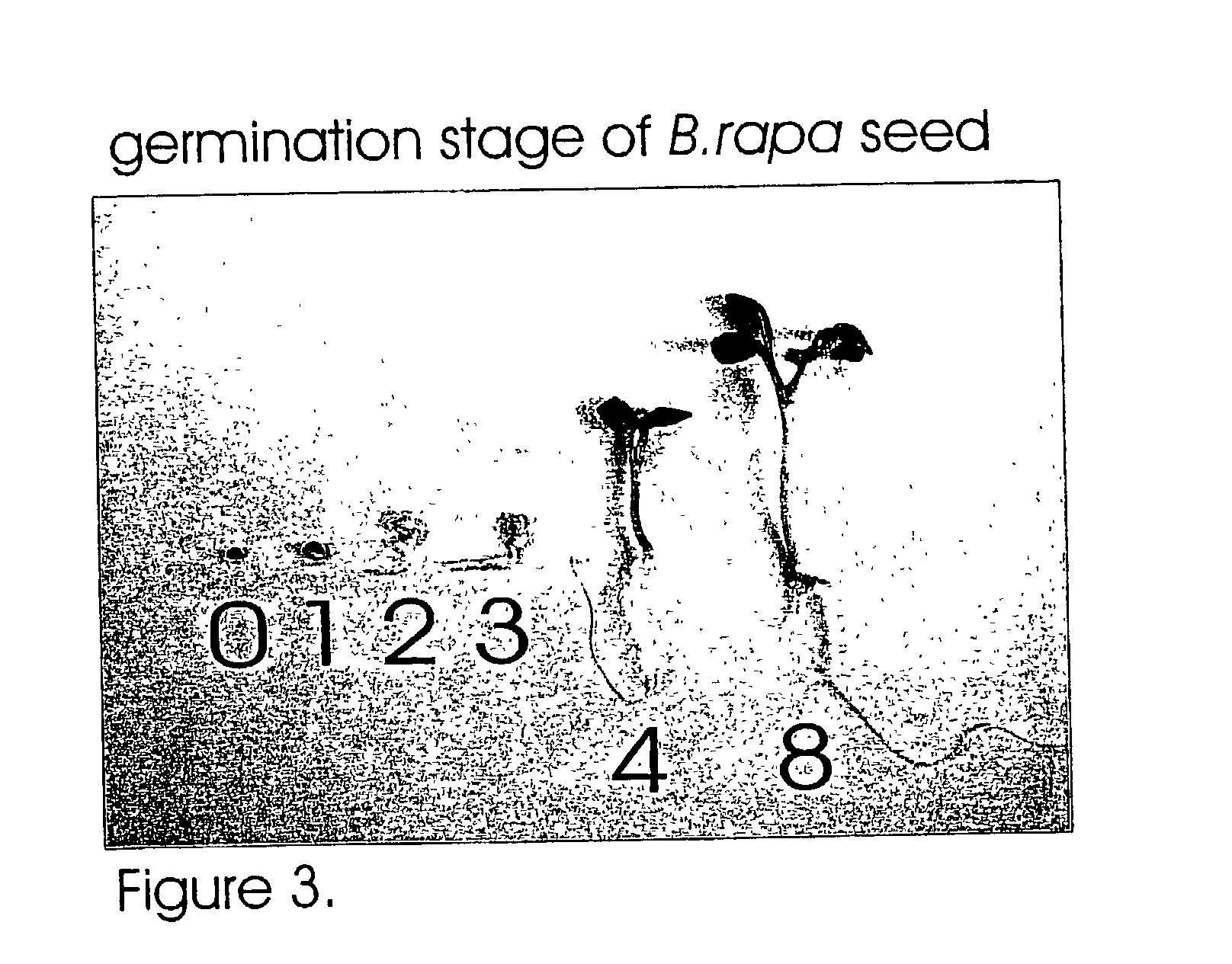 Process for converting storage reserves of dicot seeds into compositions comprising one or more gene products