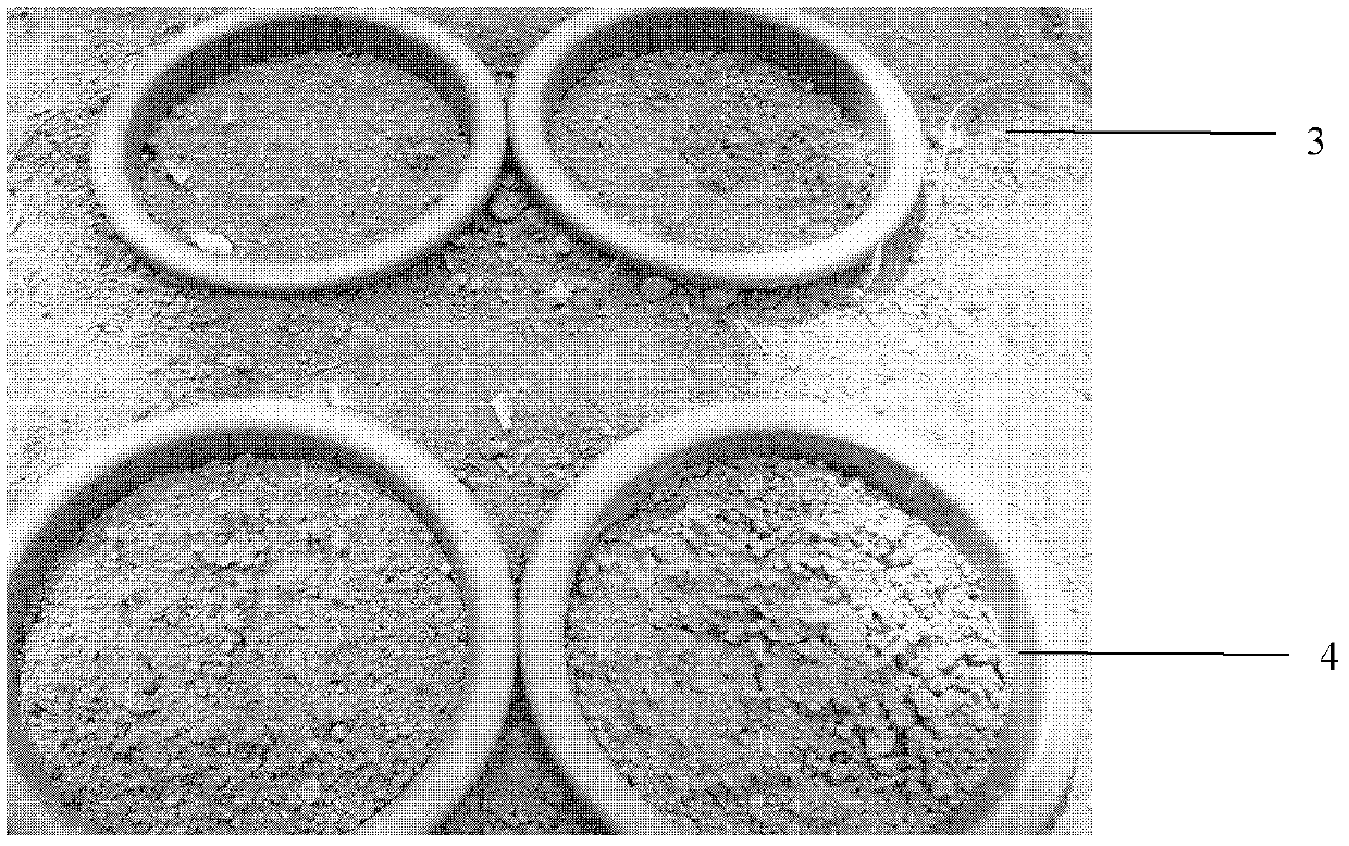 Large-scale seedling-culturing method utilizing cassia sophera seeds and nutrient solution thereof