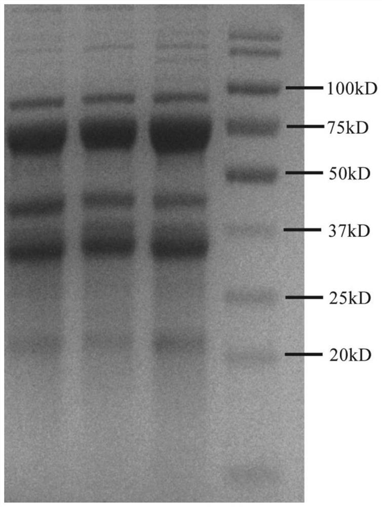 A largemouth bass rhabdovirus yolk antibody