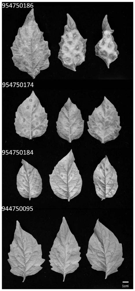 Late blight resistance gene from Solanum nigrum and method of use