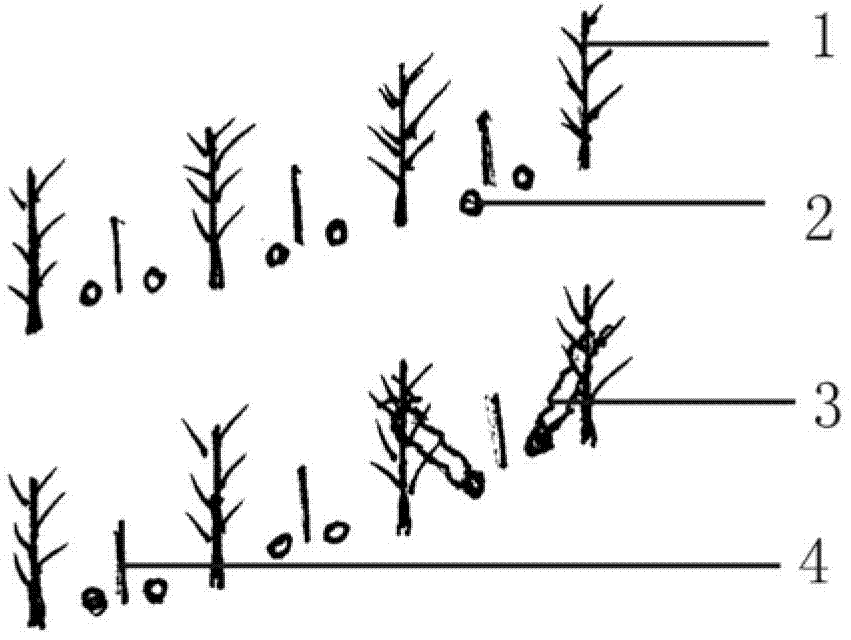 Method for cultivating peas on natural supports