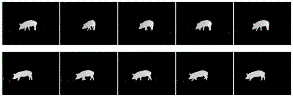 A method for extracting walking stride frequency of pigs based on end point analysis of depth image skeleton
