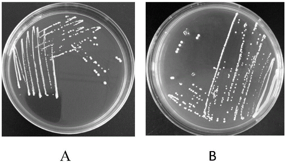 Method for quickly distinguishing lactic acid bacterium strains
