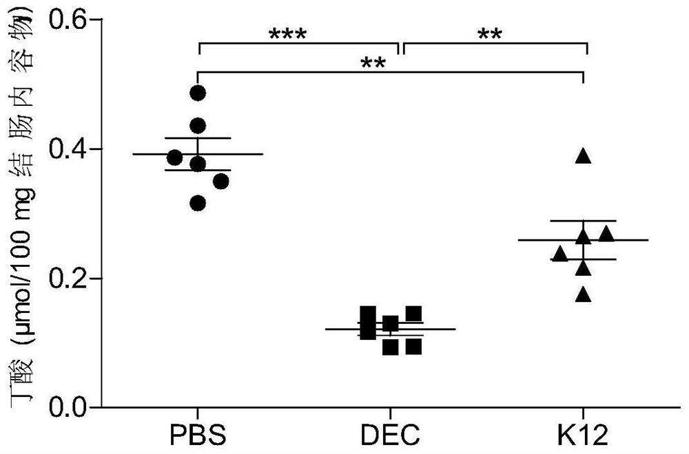 Construction method and application of diarrhetic escherichia coli infected animal model