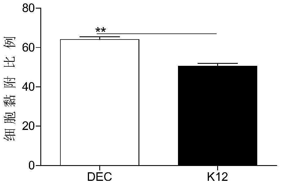 Construction method and application of diarrhetic escherichia coli infected animal model