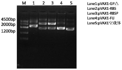 Antigen fragments, truncations and applications based on Marburg virus envelope protein