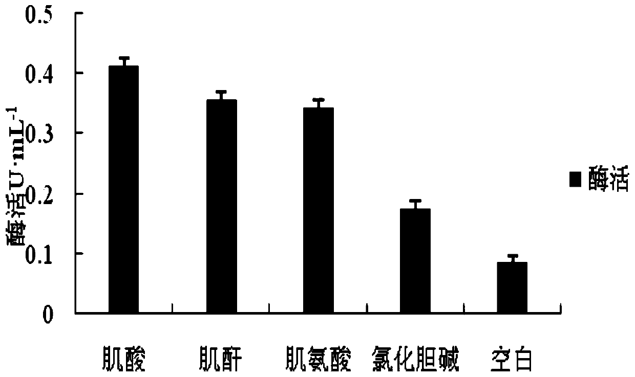 Fermentation enzyme production method for bacillus producing sarcosine oxidase