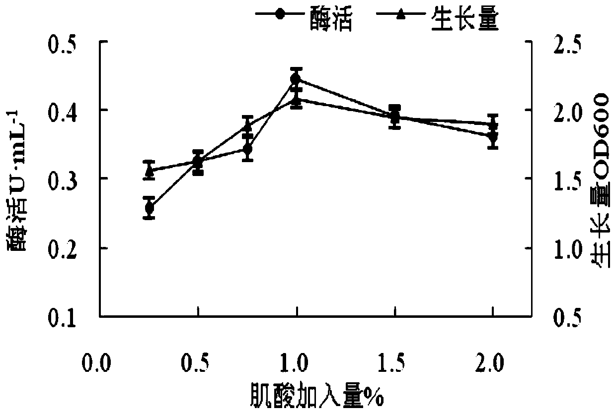 Fermentation enzyme production method for bacillus producing sarcosine oxidase