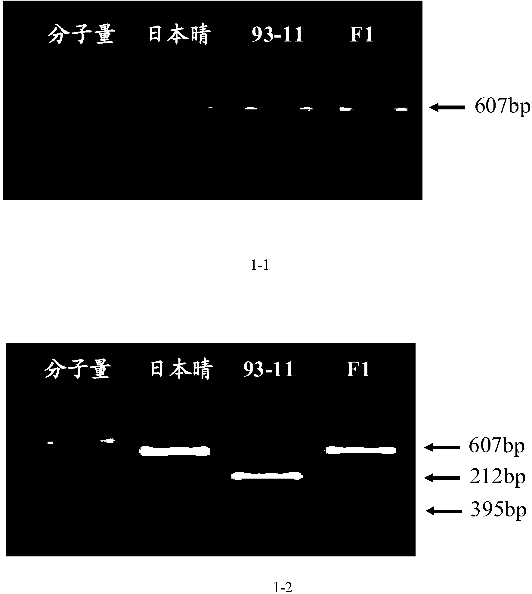 Molecular marker of paddy rice flag leaf width controlling gene NAL1 and application thereof