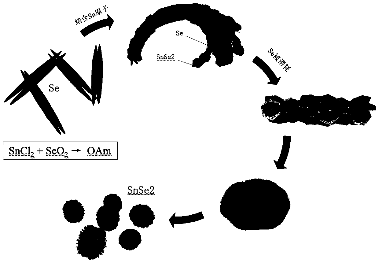 Tin diselenide with nano flower structure and preparation method thereof