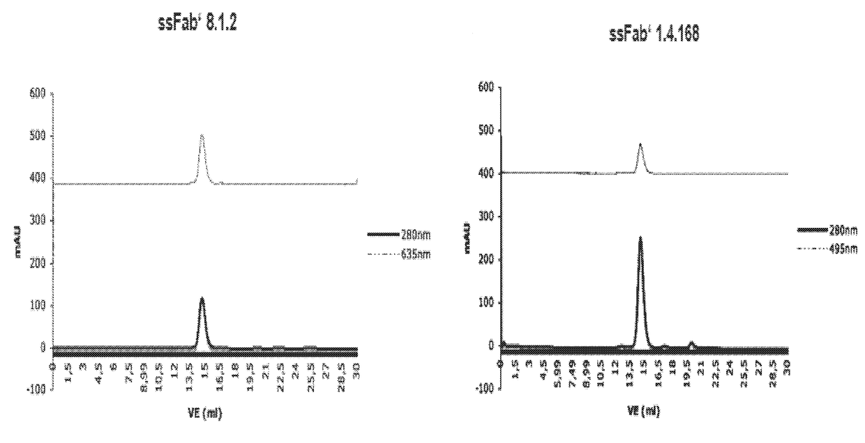 Detection of a polypeptide dimer by a bivalent binding agent