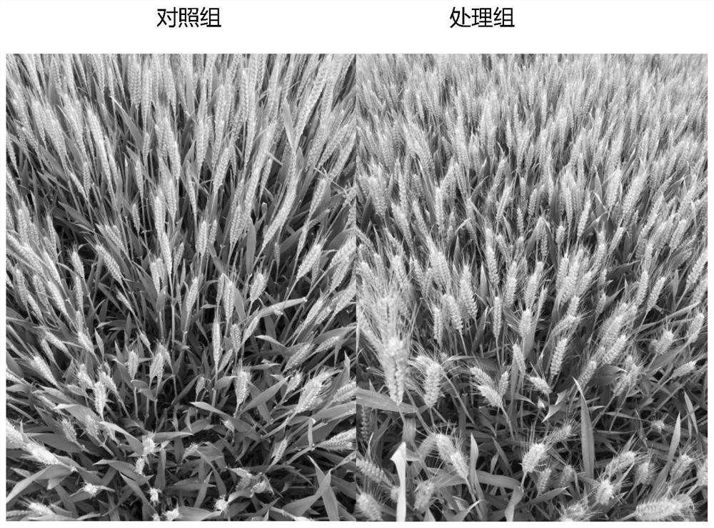 Microbial agent for wheat planting