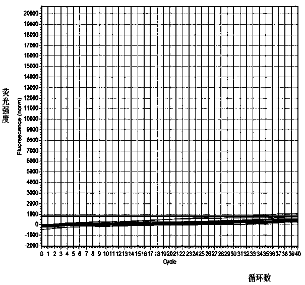 Primer and probe for detecting racoon dog components in foods and feeds