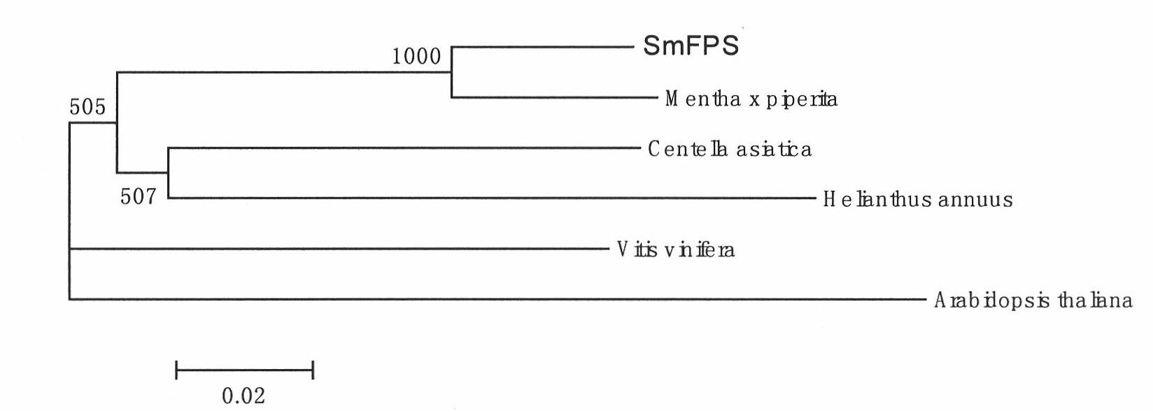 SmFPS (Salviamiltiorrhizabge Farnesyl Pyrophosphate Synthase) gene as well as coded protein and application thereof