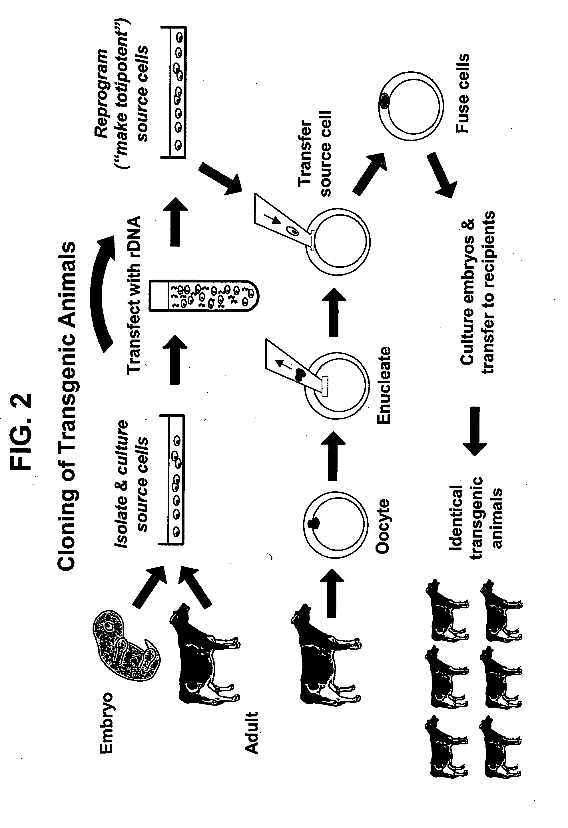Method for the rapid selection of homozygous primary cell lines for the production of transgenic animals by somatic cell nuclear transfer