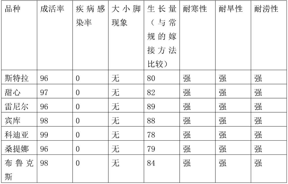 High-survival-rate cherry grafting breeding method