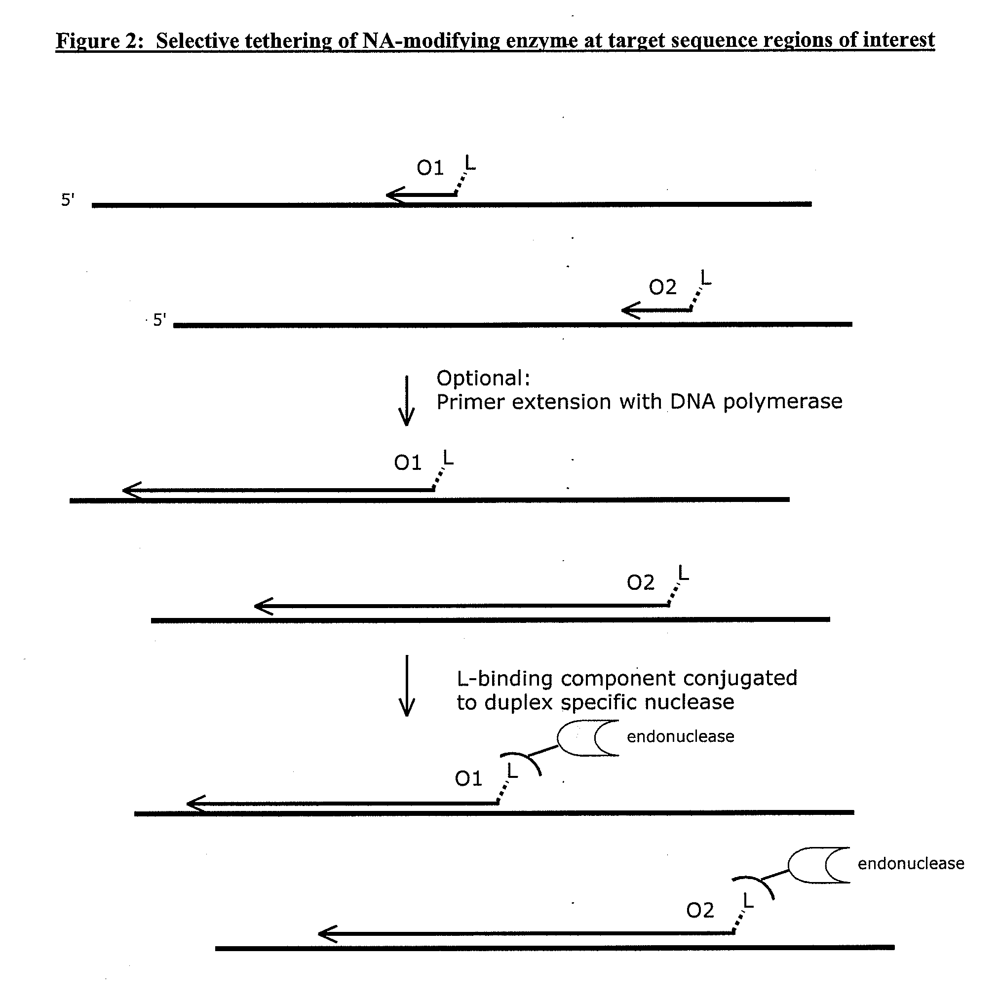 Compositions and methods for targeted nucleic acid sequence selection and amplification