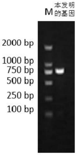 7α-hydroxysteroid dehydrogenase gene y1-a-1