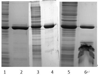 Purification and preparation process of recombinant staphylokinase mutant