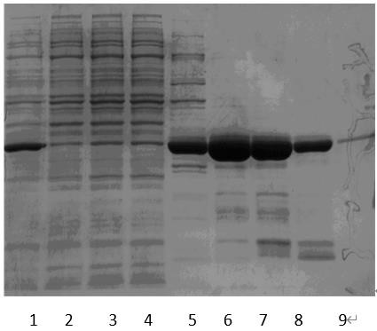Purification and preparation process of recombinant staphylokinase mutant
