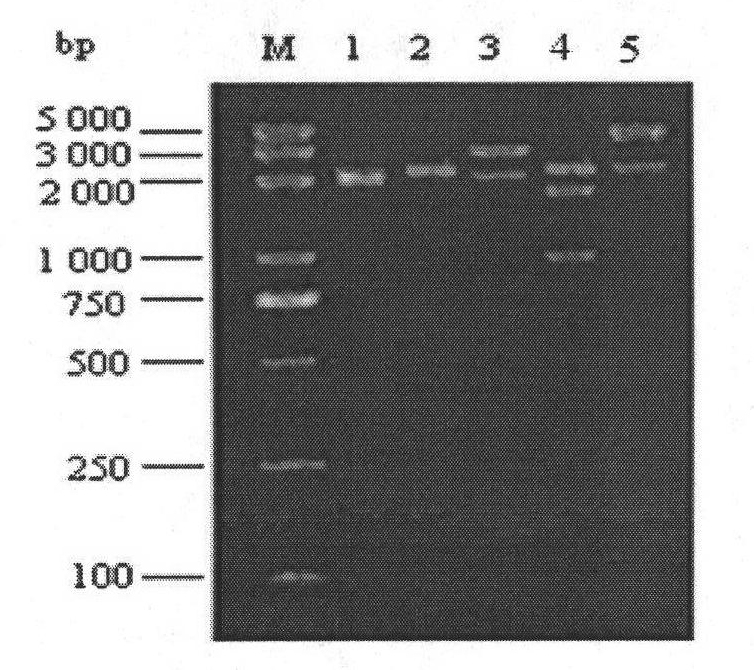 Artificial chromosome transfer vector for recombinant herpesvirus-of-turkey bacteria