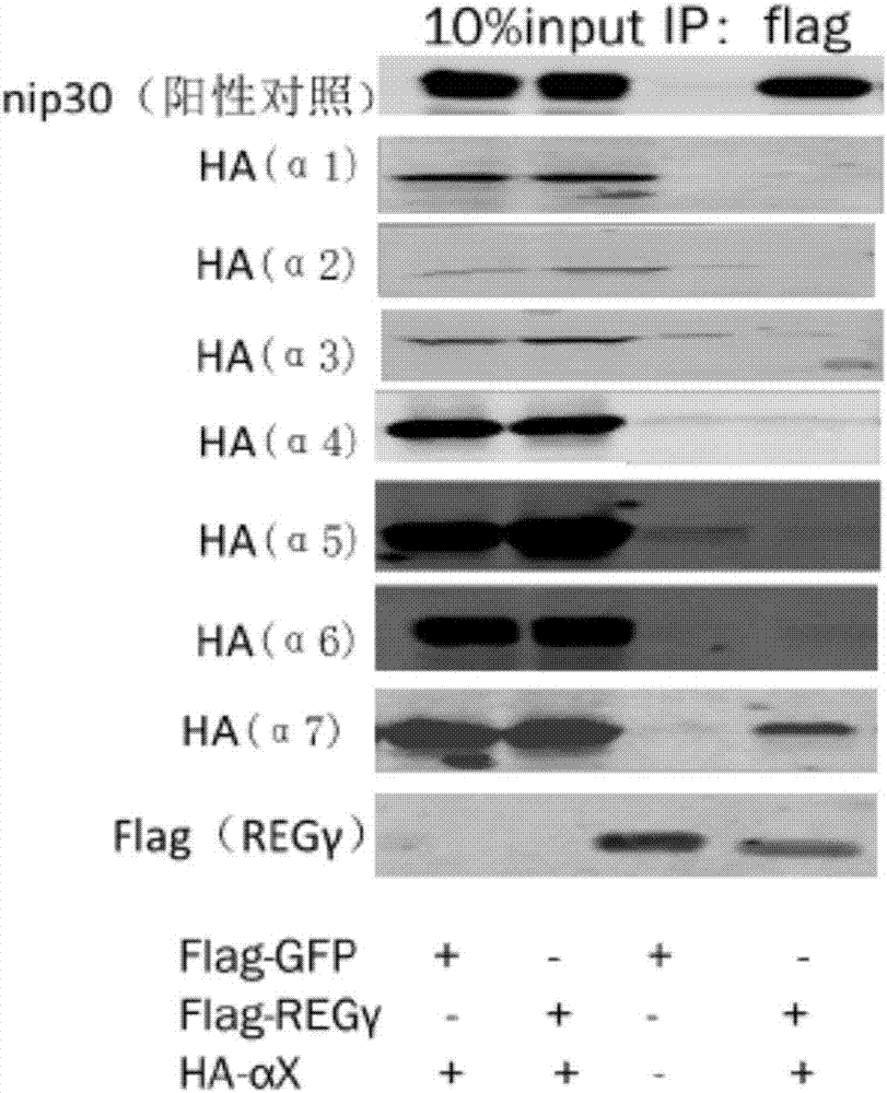 Screening system and application of REG Gamma-20S proteasome inhibitor