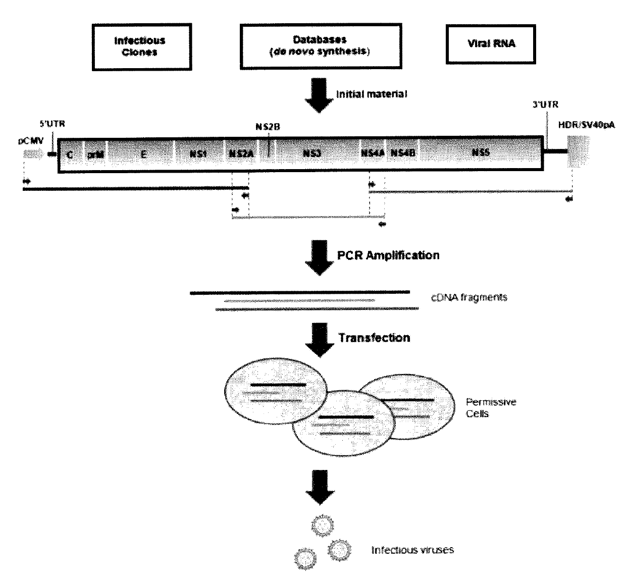 Method for rapid generation of an infectious RNA virus