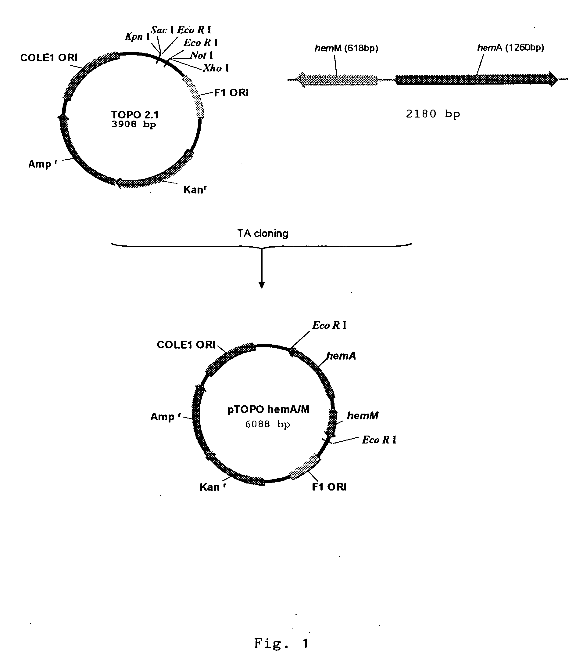 Vibrio cholerae strains VCUSM1 and VCUSM4, method of producing same, and vaccine derivatives thereof