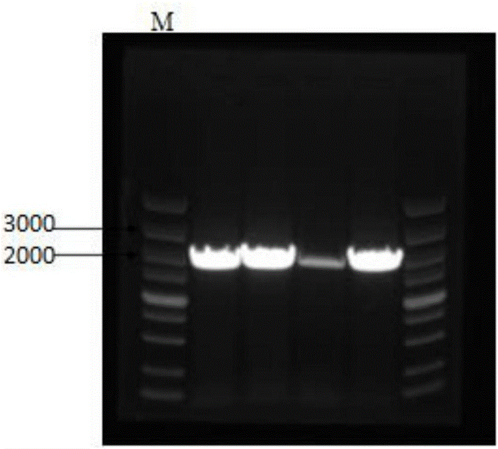 Method for constructing succinic-acid-producing Escherichia coli and application of Escherichia coli