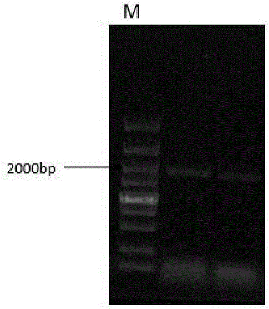 Method for constructing succinic-acid-producing Escherichia coli and application of Escherichia coli