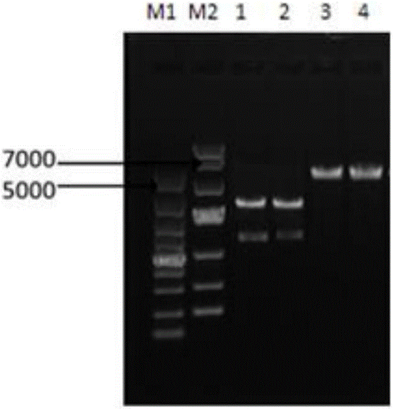 Method for constructing succinic-acid-producing Escherichia coli and application of Escherichia coli