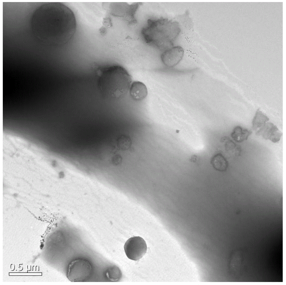 Preparation method and application of immobilized Aspergillus terreus lipase