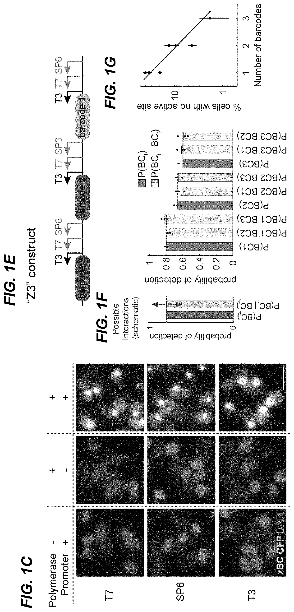 In situ readout of DNA barcodes