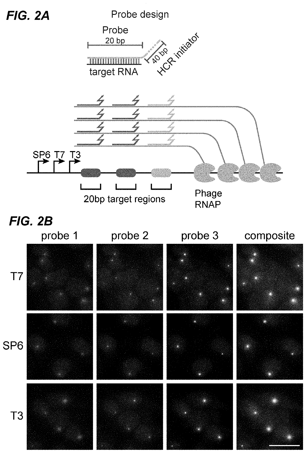 In situ readout of DNA barcodes