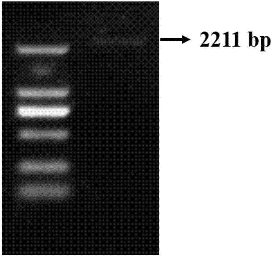 Endoglucanase and its coding gene cel5A-h55 and application