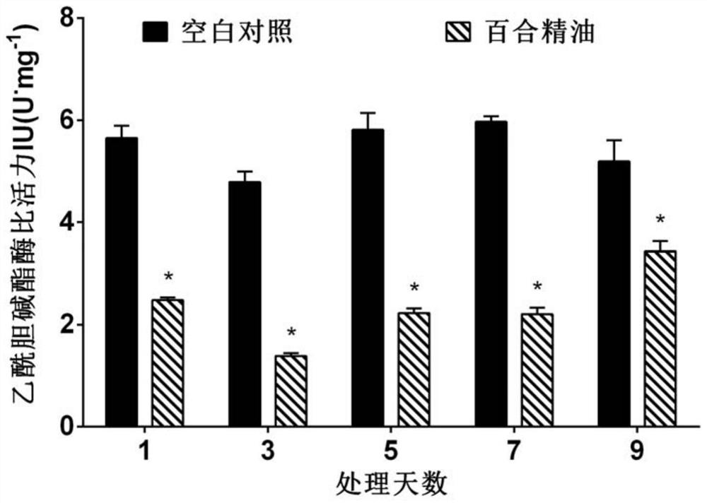 Application of lily essential oil in preparation of cockroach-killing agent