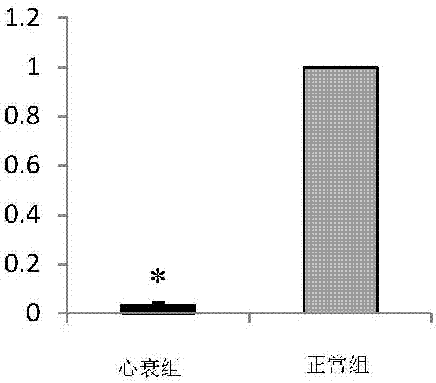 Application of small molecule RNAmiRNA-146a-5p to related disease risk diagnosis