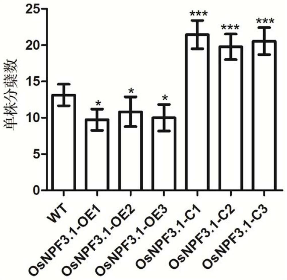 Application of gibberellin transport gene osnpf3.1 in improving rice yield